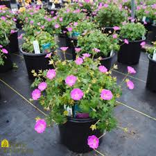 Image result for Geranium sanguineum Max Frei