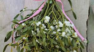 Image result for Santalaceae