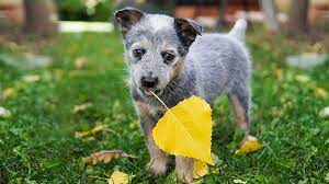 Blue Heeler Complete Australian Cattle Dog Breed Information Petmoo
