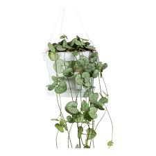We did not find results for: Ceropegia Woodii String Of Hearts Rosary Vine Hortology Co Uk
