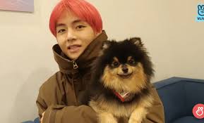 Taehyung & yeontan photographic print. Bts Taehyung His Very Special Guest Yeontan Steal Hearts In Surprise V Live