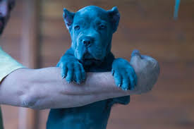 Check spelling or type a new query. Venta De Cane Corso Comprar Cachorros Cane Corso Online Barcelona
