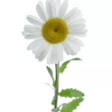 Image result for foto Kopretina