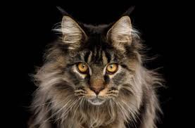 Le maine coon est, avec le savannah, l'une des plus grandes races de chat. Comment Reconnaitre Un Chat De Race Maine Coon