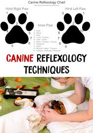 Canine Reflexology Techniques Gone To The Dogs