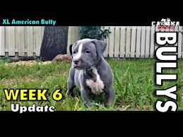 A deposit of $1,000 is required to secure your puppy unless otherwise noted. Xl American Bully Puppies Week 6 Update Female Runt Available Teach Me How Jtc Youtube