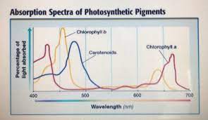 Maybe you would like to learn more about one of these? Biology Capturing Light Light Reactions Q A Flashcards Quizlet