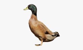 Duck Png Transparent Background Duck Png Png Download Kindpng Domestic duck bird goose, ducks with duckling transparent background png clipart. duck png transparent background duck