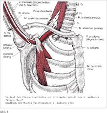 Spinalnerv (nervus spinalis) verlauf außerhalb des wirbelkanals. Https Www Orthopraxis At Wp Content Uploads 2018 04 Universimed Com Diagnostik Differenzialdiagnostik Und Therapie Engpasssyndrome Des N Medianus 2010 04 19 Pdf