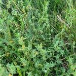 Image result for Justicia heterocarpa