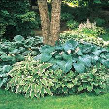 Maybe you would like to learn more about one of these? Shade Perennials For Zone 5 Buy Online Breck S