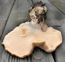 Image result for Dentinum repandum