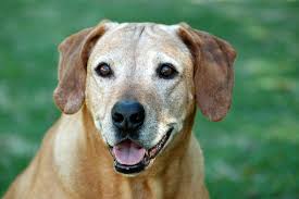 You may be able to find the same content in another format. Key Aspects Of Internal Deworming In Elderly Dogs Labyes