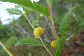 Image result for Chamaecrista zambesica