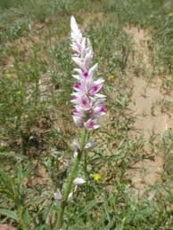 Image result for Hermbstaedtia fleckii