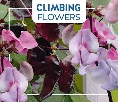 We develop healthy beverages that taste great and are sustainable for our planet! Finde Buzzy Climbing Flowers Dolichos Lablab Helmbohne Violet Gunstig Online Beim Gartenmonch Gartenmonch
