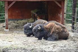 Are suprafața cea mai mare, o diversitate impresionantă a colecției de animale, dar grădina zoologică din tg.mureș a fost înființată la 23 august 1964 , pe o suprafață de 700 de metri pătrați. Harta Gradina Zoologica Din Targu Mures Harta Cu Animale Usi De Semineu Prodferrum