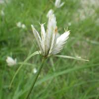 Image result for Cyperus margaritaceus