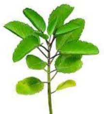 Image result for Bryophyllum