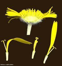 Parts Of A Composite Head Plants Biology Plants Parts Of A Flower