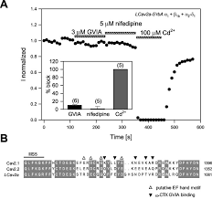For example, is it ok to just stop or take it every other day. A Representative Time Course Of Block Of Lca V 2a 5rba Calcium Download Scientific Diagram