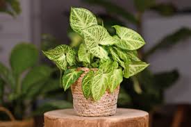 Image result for Syngonium podophyllum