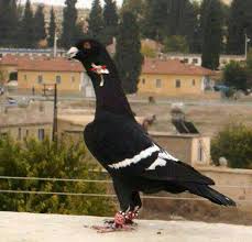 Osmaniye Alaca Akkuyruk Guvercinler Public Group Facebook