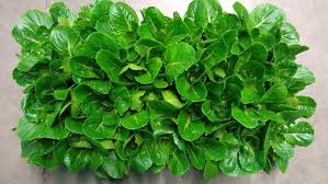 Image result for Lettuce Green 1972 Hussmann