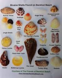 2143 Best Seashells Images In 2019 Sea Shells Shells Sea