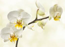 | ohne lange suche | 2020 Orchideenhochzeit Wunsche Und Brauche Zum 17 Hochzeitstag