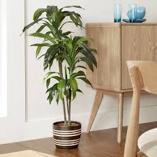 Floor Dracaena Plant Dracaena Plant Floor Plants Plant Decor