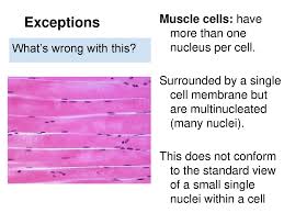 We did not find results for: Topic 2 1 Cell Theory Ppt Download