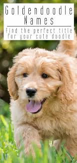 Click below to see all our cute available puppies. Goldendoodle Names Best Goldendoodle Dog Names For Cute Pups