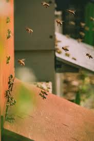 Bienen Im Kleingarten Probleme Mit Dem Nachbarn Kleiner Garten Bienen Bienenhaltung