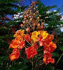 Image result for Caesalpinia