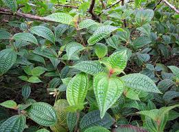 Image result for Costularia