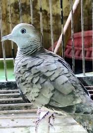 Maybe you would like to learn more about one of these? 9 Makanan Burung Perkutut Agar Gacor Dan Rajin Bunyi Binatang Peliharaan