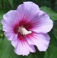 The Great Commision Witness Of Ahnsahnghong The Rose Of Sharon Rose Of Sharon Beautiful Flowers Hibiscus