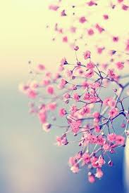 Wallpapers Mobilecrazies Flower Wallpaper Cute Wallpaper For Phone Pink Blossom