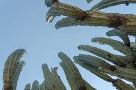 Image result for Lophocereus marginatus