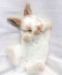 Pin On Baby Animals