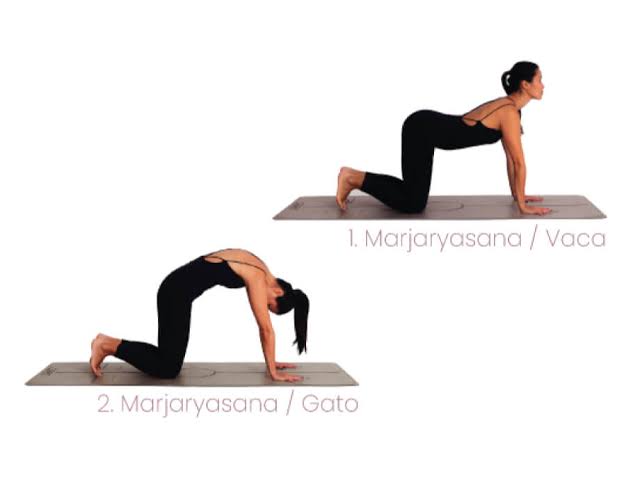 El gato-vaca en yoga, una postura para tu espalda - Xuan Lan Yoga