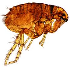 Natural Flea Treatment For Dogs No Need For Chemicals Dogsfirstireland Raw Dog Food