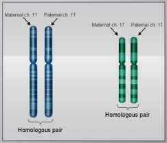 Genetics Basics Lesson 5 Meiosis