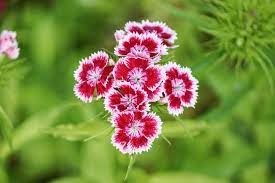 Das ist eine trichter bromelie die meistens rosa blüht.mit breiten leicht gezackten blättern. Grab Pflanzen Die Wenig Wasser Brauchen Die Top 10 Focus De