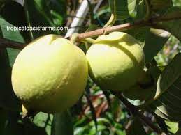 Adding fruit trees into your landscape or home orchard provides beautiful blooms and healthy edible fruits. Sub Tropical Fruit Trees