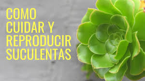 No se recomienda emplear productos orgánicos, ya que causan un efecto mínimo en estas plantas. Como Cuidar Y Reproducir Suculentas 2021 Cactus Manos De Tierra Youtube