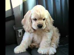 Find dogs and puppies from georgia breeders. Aj Kennels Ania S N Aj S Jack Frost Aka Blizzard Silver Buff Cocker Spaniel Youtube