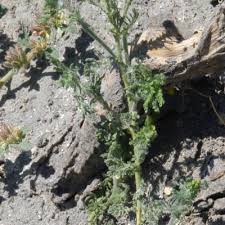 Image result for Grangea anthemoides