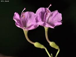 Image result for Commicarpus